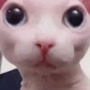 Meet your Posher, Avery